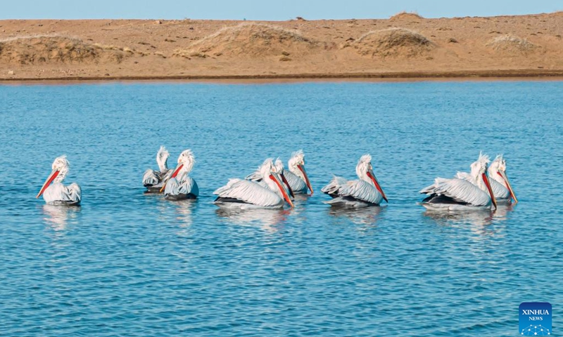 The Dalmatian pelicans rest on the water at the Urad Grassland in north China's Inner Mongolia Autonomous Region, April 1, 2024.(Photo: Xinhua)