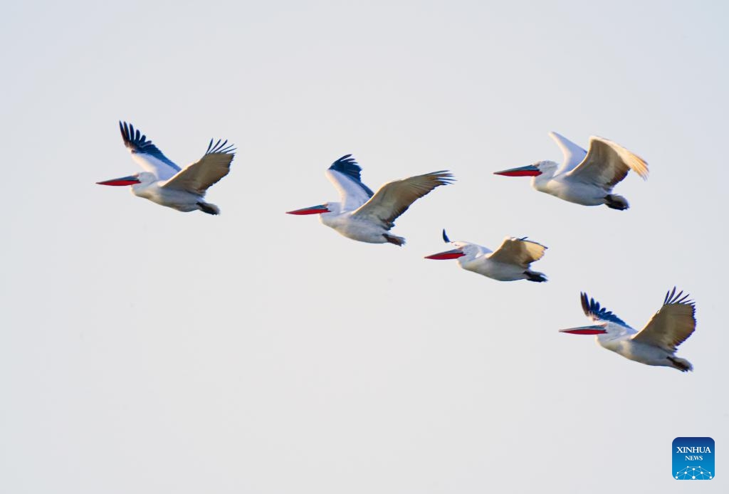 The Dalmatian pelicans fly over the Urad Grassland in north China's Inner Mongolia Autonomous Region, April 1, 2024.(Photo: Xinhua)