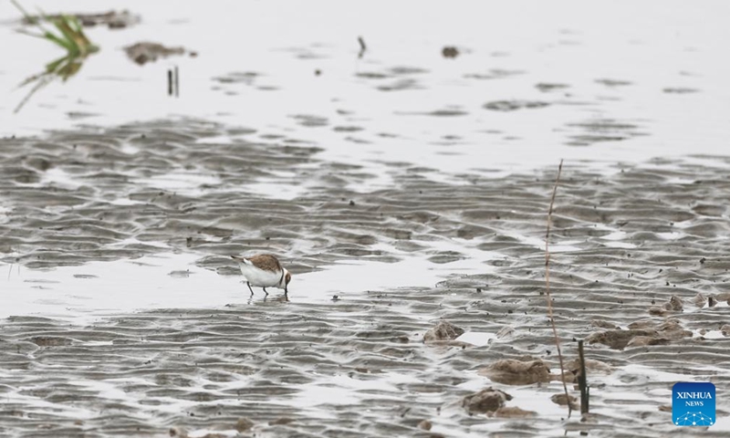 A bird forages at Nanhui Dongtan wetland in Pudong, east China's Shanghai, March 31, 2024.(Photo: Xinhua)