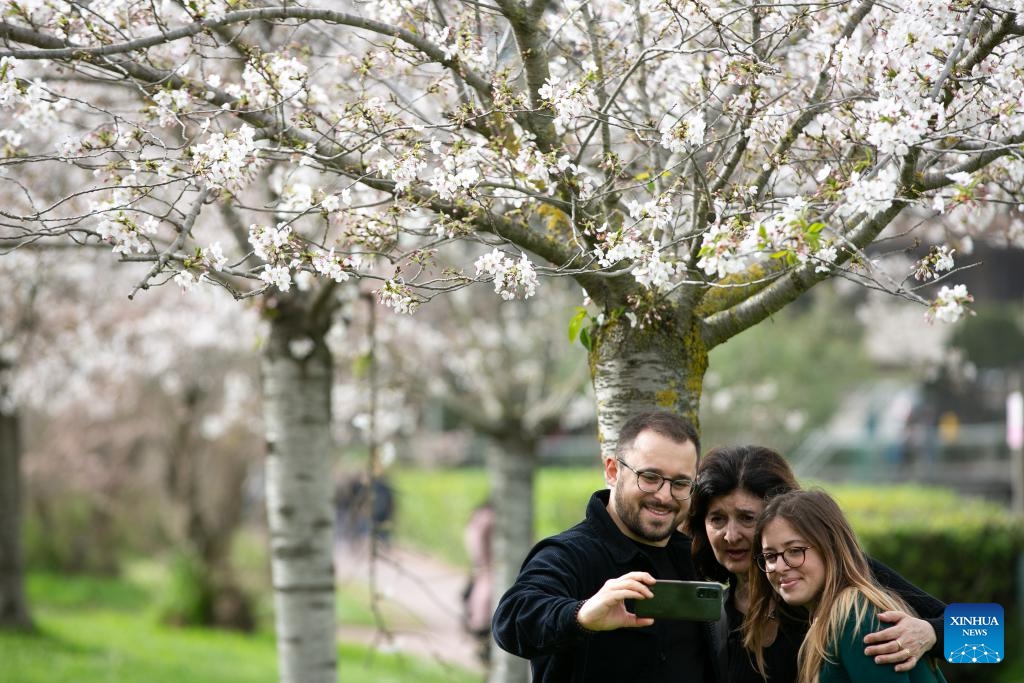 Tourists take selfies with cherry blossoms during the Easter holiday in Rome, Italy, March 31, 2024.(Photo: Xinhua)