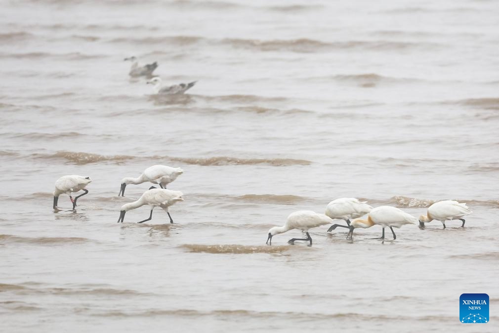 A flock of birds fly above Nanhui Dongtan wetland in Pudong, east China's Shanghai, March 31, 2024.(Photo: Xinhua)