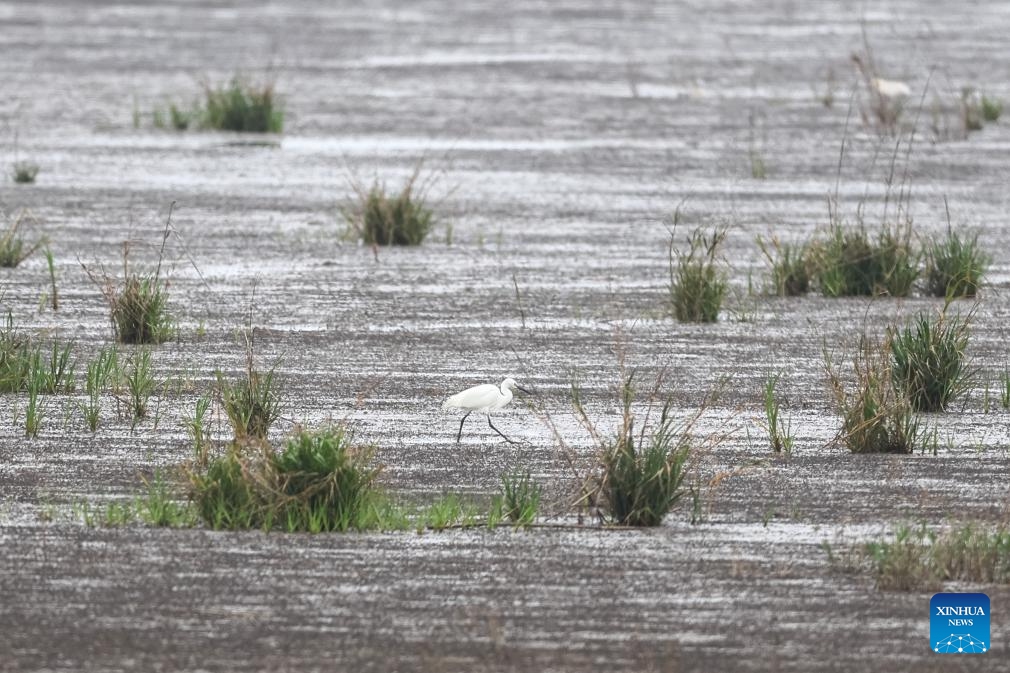 A bird forages at Nanhui Dongtan wetland in Pudong, east China's Shanghai, March 31, 2024.(Photo: Xinhua)