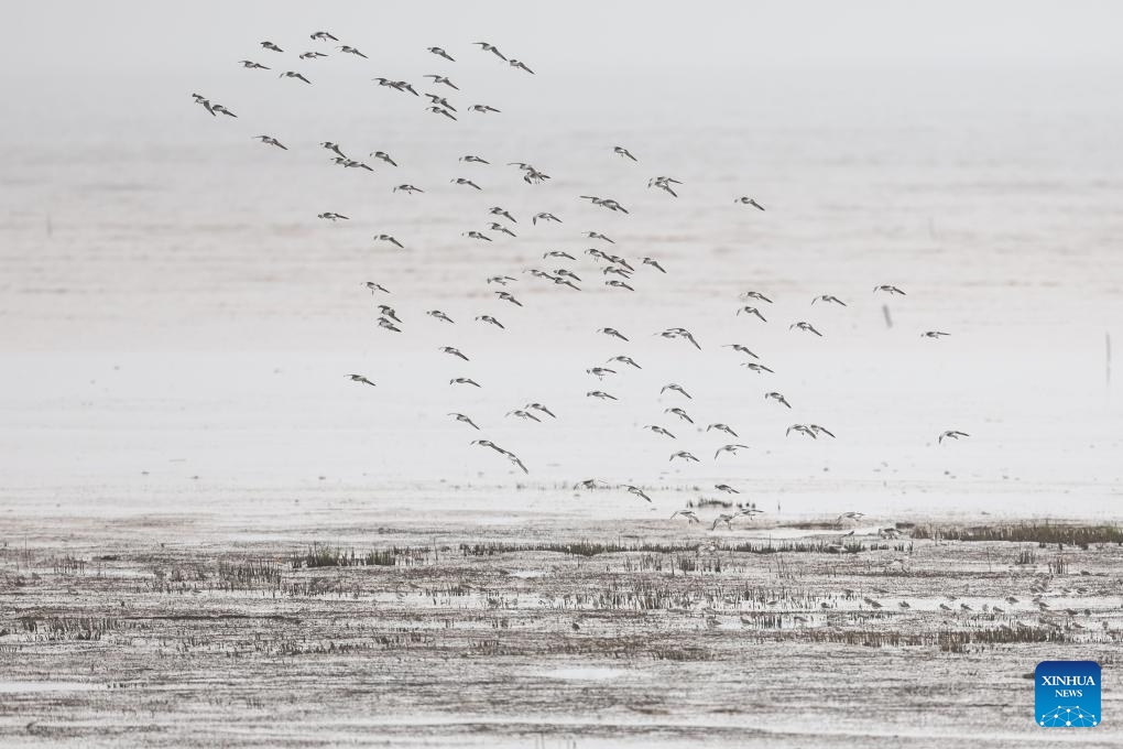 A flock of birds fly above Nanhui Dongtan wetland in Pudong, east China's Shanghai, March 31, 2024.(Photo: Xinhua)