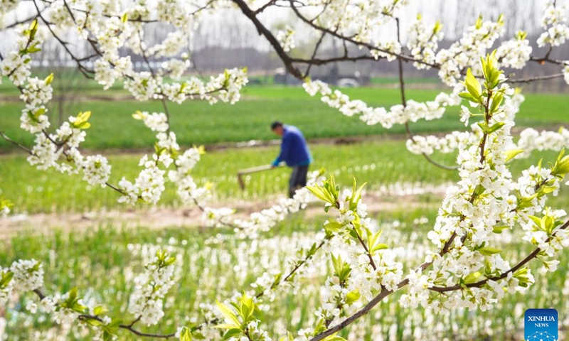 A farmer works in the field in Gaoqing County in Zibo City, east China's Shandong Province, April 4, 2024. The spring farming is in full swing across China during the Qingming festival. (Photo by Zhang Weitang/Xinhua)