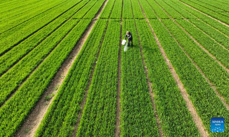 An aerial drone photo shows a farmer fertilizing the field with manure in Xindianzi Township in Zunhua City, north China's Hebei Province, April 4, 2024. The spring farming is in full swing across China during the Qingming festival. (Photo by Liu Mancang/Xinhua)