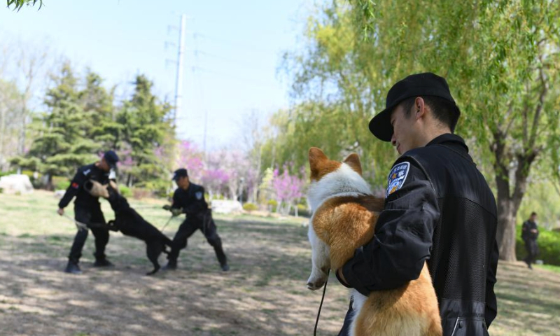 Fu Zai, a six-month-old corgi, watches a training of a police dog in Weifang, east China's Shandong Province, April 7, 2024. (Photo by Sun Shubao/Xinhua)