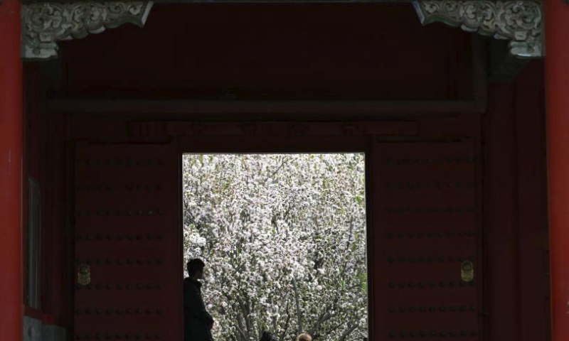 Tourists view blooming flowers at the Palace Museum, also known as the Forbidden City, in Beijing, capital of China on April 7, 2024. (Xinhua/Jin Liangkuai)