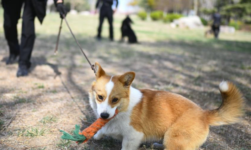 Fu Zai, a six-month-old corgi, interacts with his handler in Weifang, east China's Shandong Province, April 7, 2024. (Photo by Sun Shubao/Xinhua)