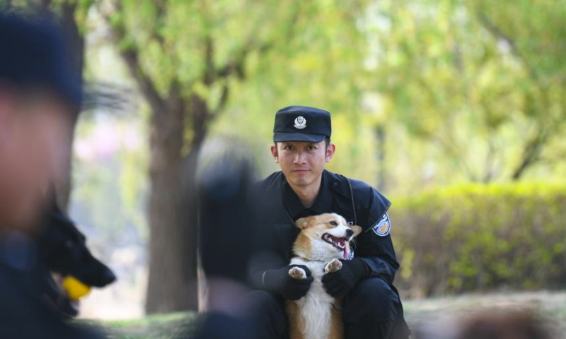 Fu Zai, a six-month-old corgi, interacts with his handler in Weifang, east China's Shandong Province, April 7, 2024. (Photo by Sun Shubao/Xinhua)