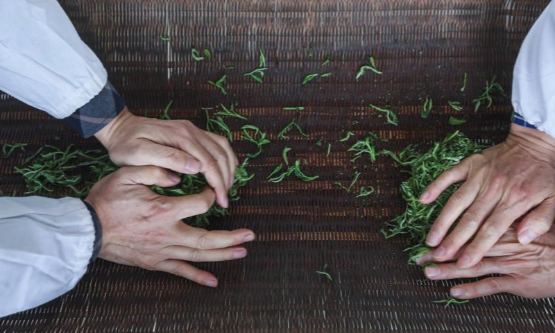 Staff members knead tea leaves at a tea production company in Jinhua, east China's Zhejiang Province, April 7, 2024. (Xinhua/Xu Yu)