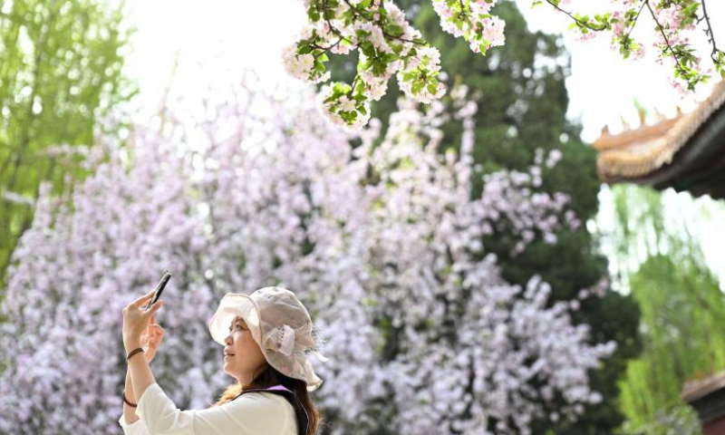 A tourist takes photos of blooming flowers at the Palace Museum, also known as the Forbidden City, in Beijing, capital of China on April 7, 2024. (Xinhua/Jin Liangkuai)

