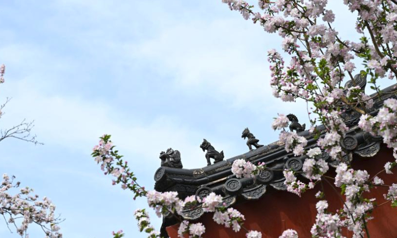 This photo taken on April 7, 2024 shows blooming flowers at the Palace Museum, also known as the Forbidden City, in Beijing, capital of China. (Xinhua/Jin Liangkuai)