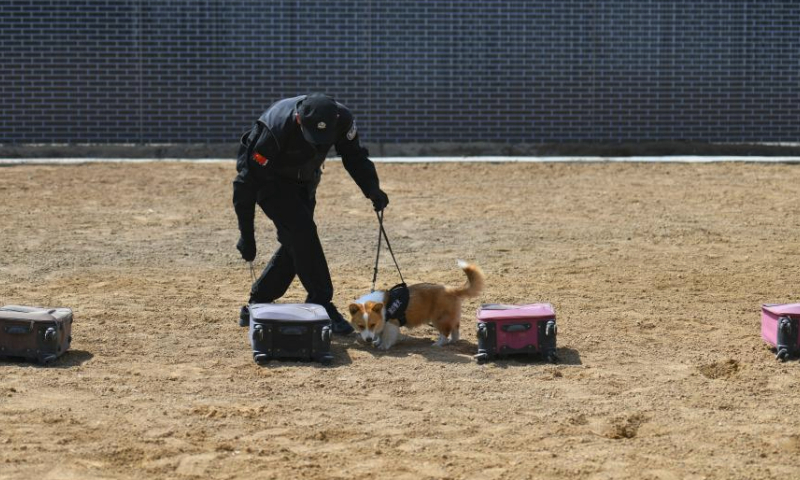 Fu Zai, a six-month-old corgi, takes part in a training session in Weifang, east China's Shandong Province, April 7, 2024.