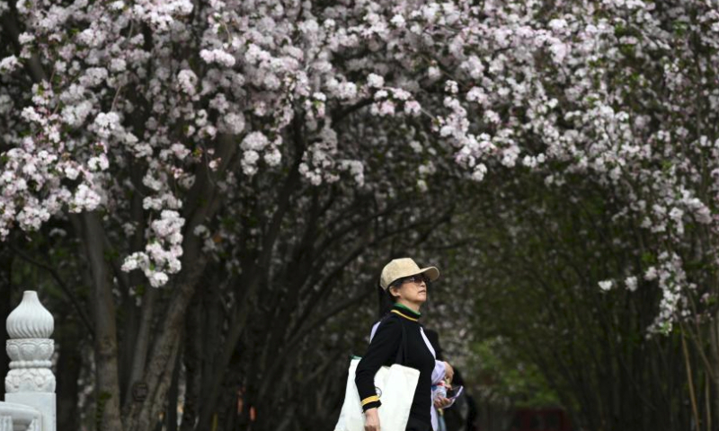 Tourists view blooming flowers at the Palace Museum, also known as the Forbidden City, in Beijing, capital of China on April 7, 2024. (Xinhua/Jin Liangkuai)