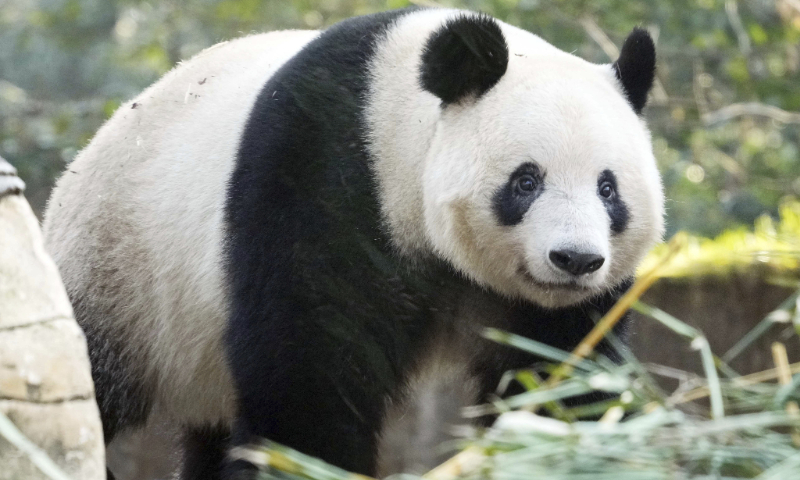 Giant panda XiangXiang is seen in Chengdu, Sichuan Province on February 18, 2024. Photo: VCG