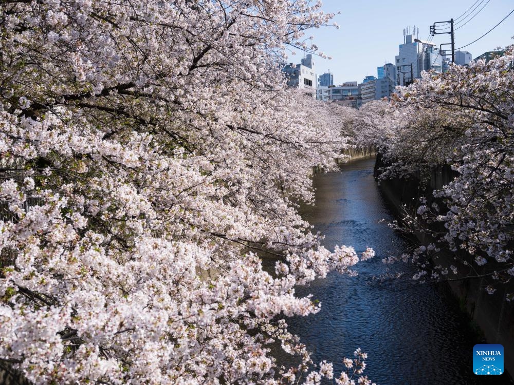 This photo taken on April 10, 2024 shows cherry blossoms by the Kanda River in Tokyo, Japan.(Photo: Xinhua)