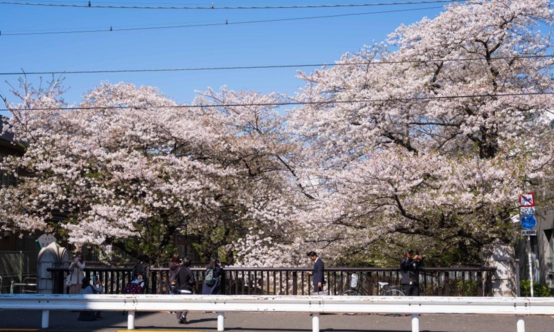 People view cherry blossoms by the Kanda River in Tokyo, Japan, April 10, 2024.(Photo: Xinhua)