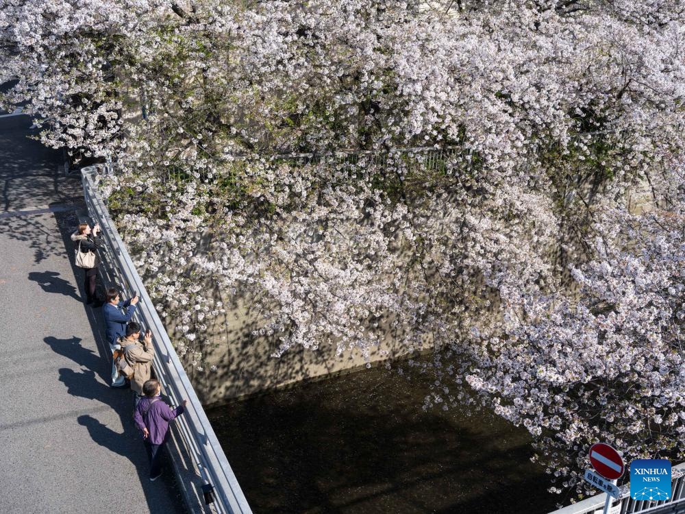 People view cherry blossoms by the Kanda River in Tokyo, Japan, April 10, 2024.(Photo: Xinhua)