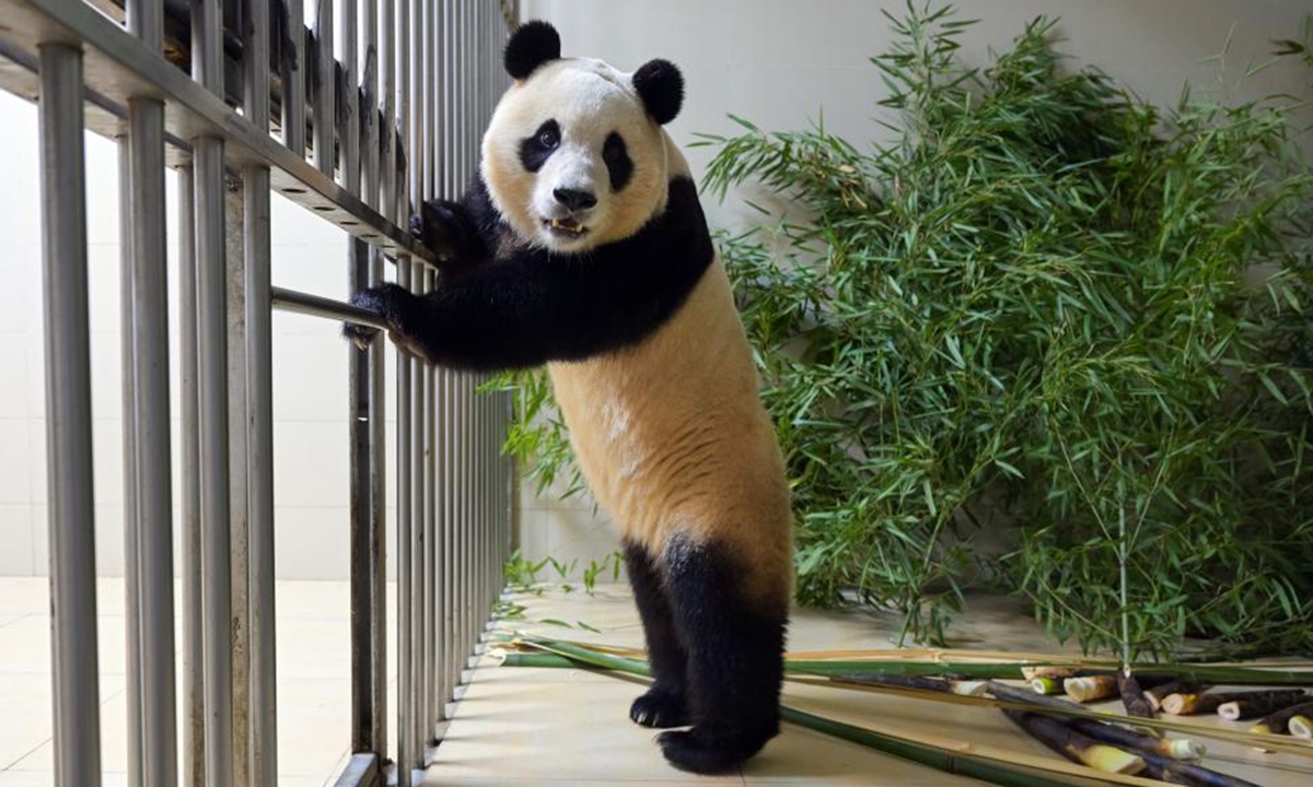 Giant panda Fu Bao Photo: Xinhua