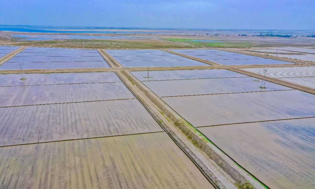 An aerial view of the rice fields in Liuyuan town of Aksu Prefecture, Xinjiang Uygur Autonomous Region Photo: Zhou Peng of Xinjiang Daily 
