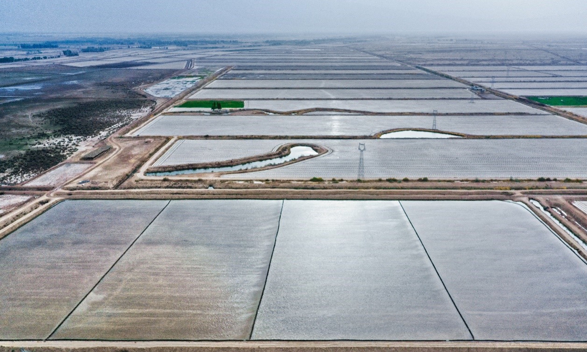 An aerial view of the rice fields in Liuyuan town of Aksu Prefecture, Xinjiang Uygur Autonomous Region Photo: Zhou Peng of Xinjiang Daily