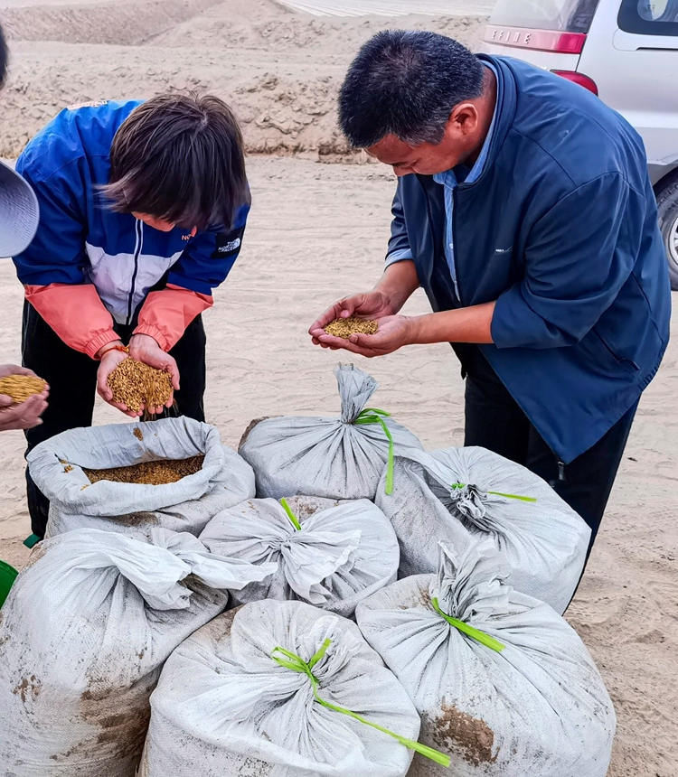 Farmers check the seeds before using drones to plant. Photo: Zhou Peng of Xinjiang Daily