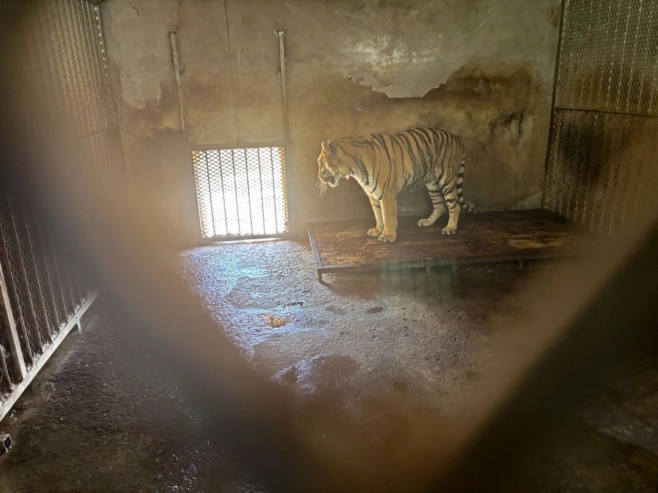 A Siberian tiger is kept in a small room in the safari park in Fuyang, East China’s Anhui Province. Photo: China Philanthropist