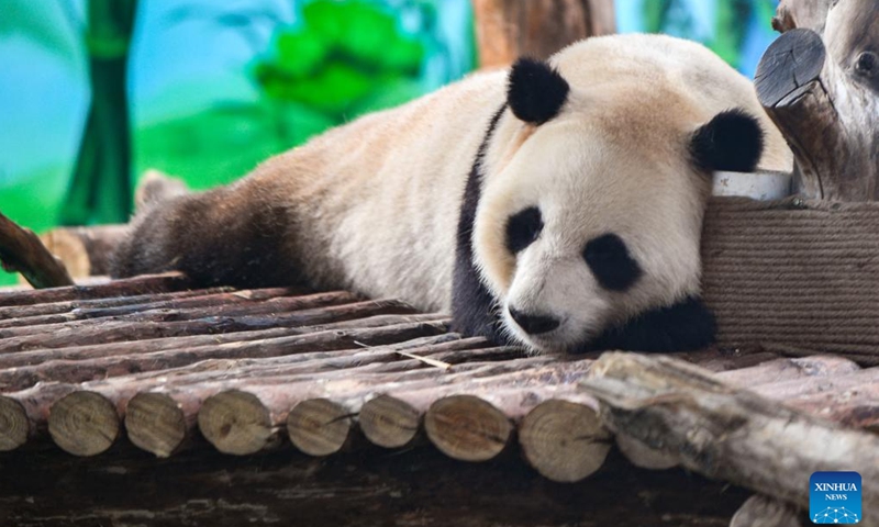 Giant panda Jia Bao takes a rest at Lanzhou Wild Animal Park in Lanzhou, capital of northwest China's Gansu Province, April 25, 2024. Four giant pandas that have moved to their new home in Lanzhou made their public debut there on Thursday. The pandas, three males and one female, arrived at Lanzhou Wild Animal Park on April 2 from the China Conservation and Research Center for Giant Pandas in the neighboring Sichuan Province.(Photo: Xinhua)