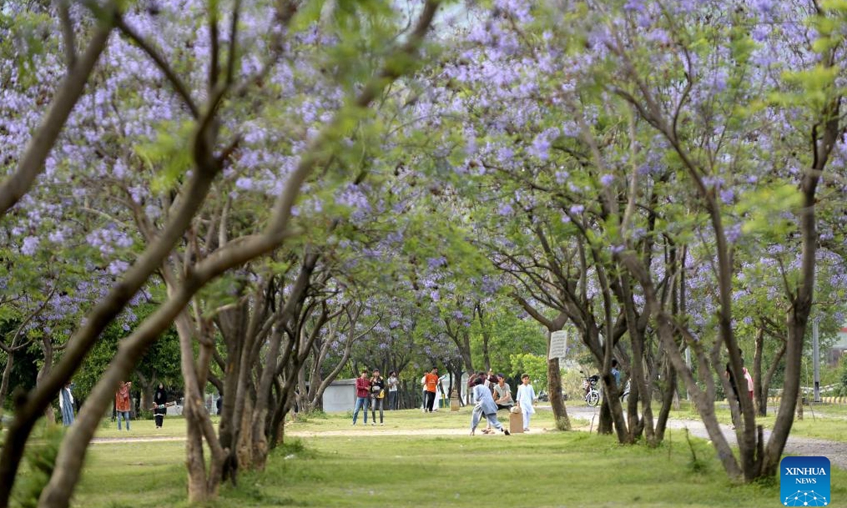 People enjoy leisure time under blooming jacaranda trees in Islamabad, Pakistan on May 2, 2024. (Xinhua/Ahmad Kamal)



