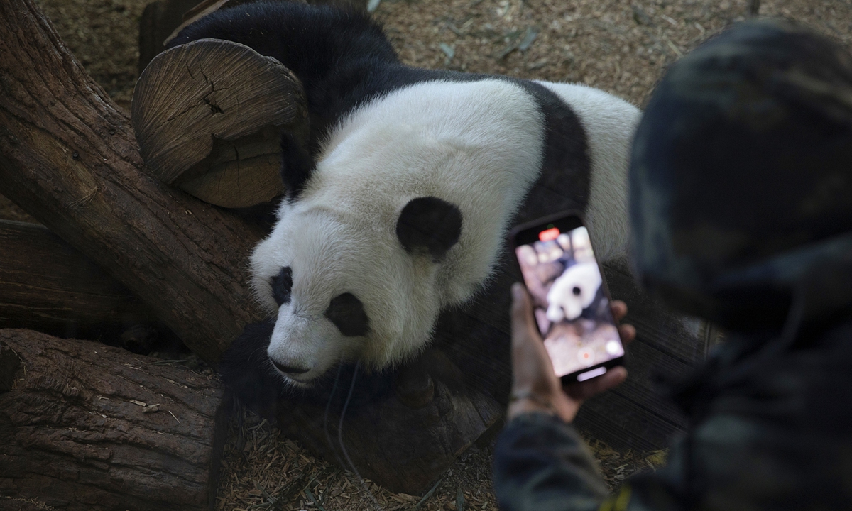 A man records a video of one of the Giant Pandas as people visit Zoo Atlanta from far and wide to see the four Giant Pandas Lun Lun, Yang Yang, Ya Lun and Xi Lun in indoor and outdoor habitats in Atlanta, Georgia February 2, 2024. The Zoo Atlanta pandas are the only pandas that can be seen in the United States and their loan from China ends this year. Photo: VCG