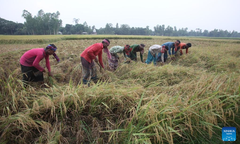 Farmers use sickles to harvest the rice in a field in Natore, Bangladesh on May 4, 2024. Photo: Xinhua