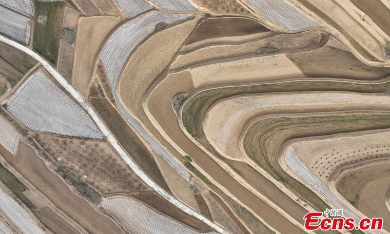 Spectacular scenery of terraced fields on the loess plateau in Pengyang, northwest China's Ningxia Hui Autonomous Region, May 5, 2024. Photo: China News Service


