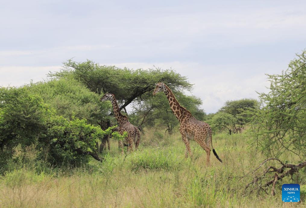 Wild animals seen at Serengeti National Park in Tanzania - Global Times