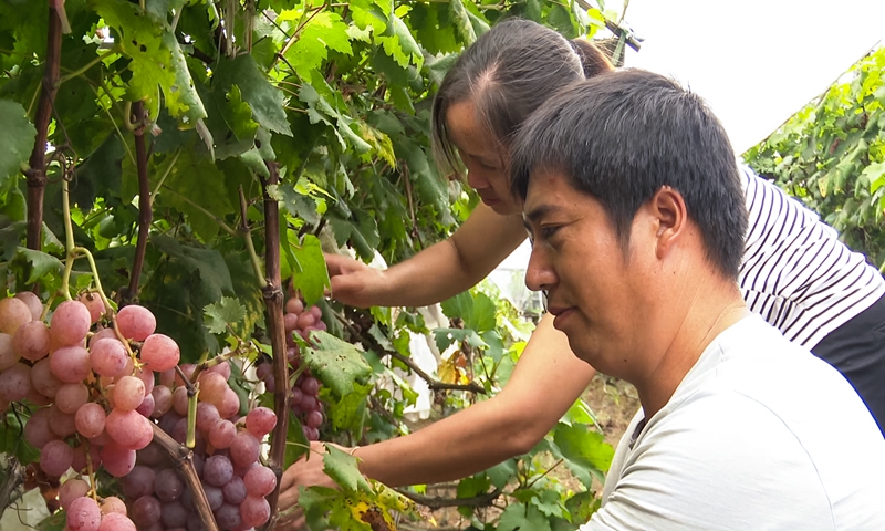 A couple check grapes in their own grape field in Maozhushan Village, South China's Guangxi Zhuang Autonomous Region. Photo: Courtesy of converged media center in Quanzhou county in Guilin, South China's Guangxi Zhuang Autonomous Region