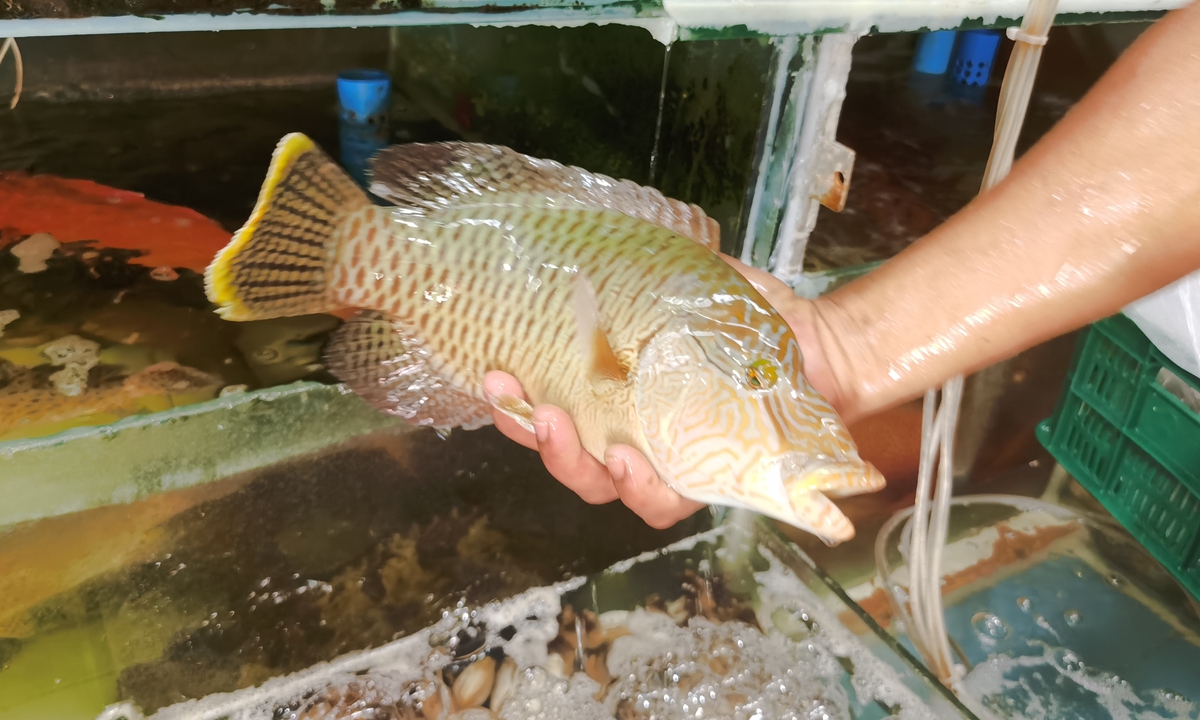 The endangered humphead wrasse on sale at Manila fish market Photo: Hu Yuwei/GT