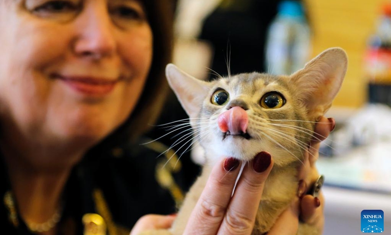 An Abyssinian cat is seen during the Sofisticat Spring International Cat show in Bucharest, Romania, May 11, 2024. About two hundred cats of around 50 breeds participated in the two-day feline beauty contest. Photo: Xinhua