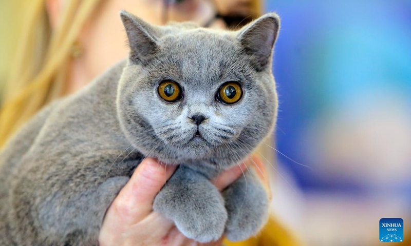 A British Shorthair cat is seen during the Sofisticat Spring International Cat show in Bucharest, Romania, May 11, 2024. About two hundred cats of around 50 breeds participated in the two-day feline beauty contest. Photo: Xinhua