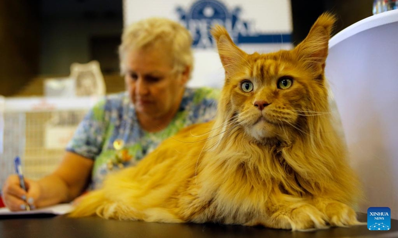 A Maine Coon cat is seen during the Sofisticat Spring International Cat show in Bucharest, Romania, May 11, 2024. About two hundred cats of around 50 breeds participated in the two-day feline beauty contest. Photo: Xinhua