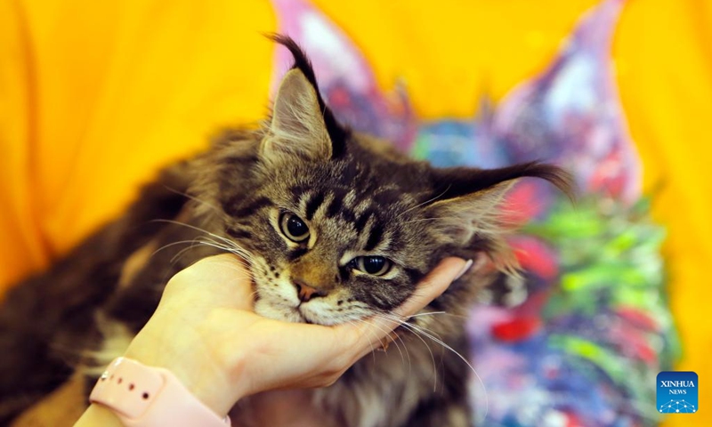 A Maine Coon cat is seen during the Sofisticat Spring International Cat show in Bucharest, Romania, May 11, 2024. About two hundred cats of around 50 breeds participated in the two-day feline beauty contest. Photo: Xinhua