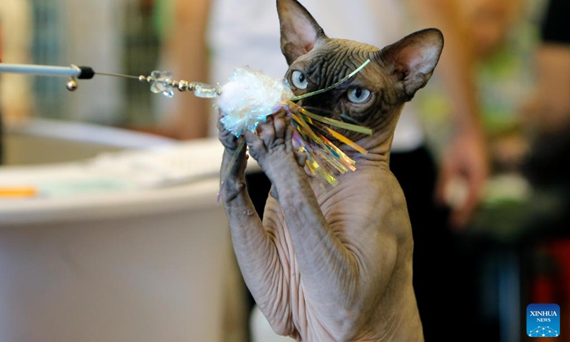 A Sphynx cat is seen during the Sofisticat Spring International Cat show in Bucharest, Romania, May 11, 2024. About two hundred cats of around 50 breeds participated in the two-day feline beauty contest. Photo: Xinhua