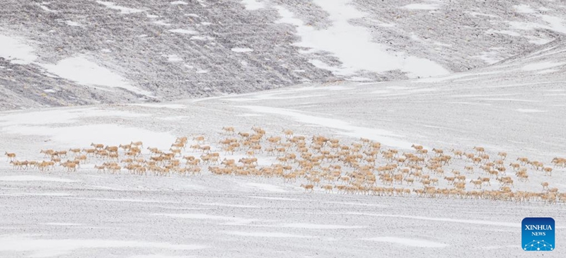 Pregnant Tibetan antelopes migrate to their habitual birth grounds at the Qiangtang National Nature Reserve in the northern part of southwest China's Xizang Autonomous Region on May 10, 2024. Photo: Xinhua