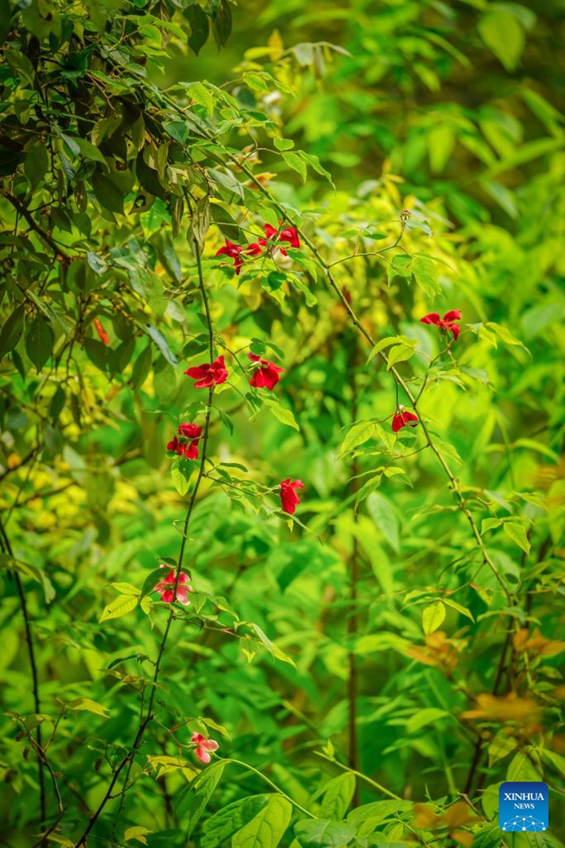 This photo taken on April 14, 2024 shows Rosa lucidissima at the Foding Mountain nature reserve in Shiqian County, southwest China's Guizhou Province. Chinese researchers have discovered Rosa lucidissima, a critically endangered species of Rosa chinensis, commonly known as China rose, in southwest China's Guizhou Province. Photo: Xinhua