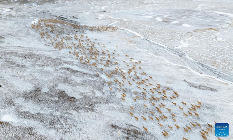 An aerial drone photo taken on May 10, 2024 shows pregnant Tibetan antelopes migrating to their habitual birth grounds at the Qiangtang National Nature Reserve in the northern part of southwest China's Xizang Autonomous Region. Photo: Xinhua