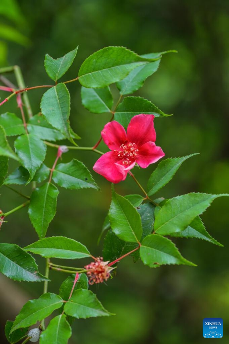 This photo taken on April 14, 2024 shows Rosa lucidissima at the Foding Mountain nature reserve in Shiqian County, southwest China's Guizhou Province. Chinese researchers have discovered Rosa lucidissima, a critically endangered species of Rosa chinensis, commonly known as China rose, in southwest China's Guizhou Province. Photo: Xinhua