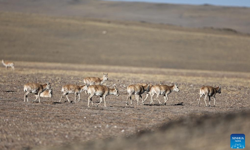 Pregnant Tibetan antelopes migrate to their habitual birth grounds at the Qiangtang National Nature Reserve in the northern part of southwest China's Xizang Autonomous Region, May 12, 2024. Photo: Xinhua