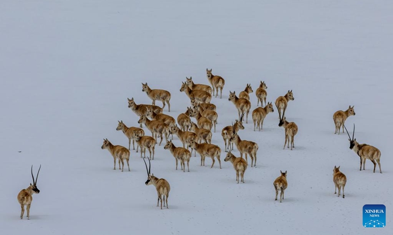 Tibetan antelopes are seen in the snowfield at the Qiangtang National Nature Reserve in the northern part of southwest China's Xizang Autonomous Region, May 8, 2024. Photo: Xinhua