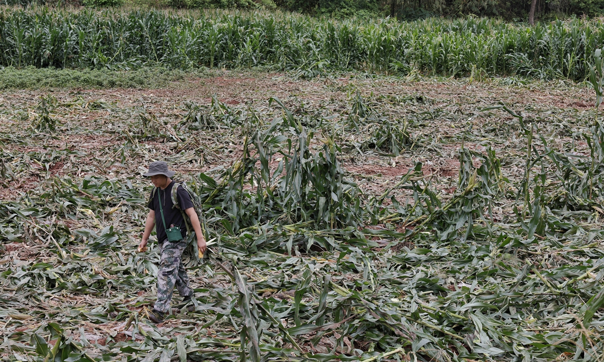 An elephant ranger patrols a cornfield that was devoured by elephants the previous night in Mengla County, Xishuangbanna Dai Autonomous Prefecture, Southwest China's Yunnan Province, on May 11, 2024. Photo: Li Hao/GT