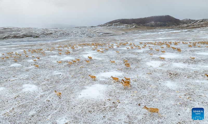 A drone photo taken on May 10, 2024 shows pregnant Tibetan antelopes migrating to their habitual birth grounds at the Qiangtang National Nature Reserve in the northern part of southwest China's Xizang Autonomous Region. Photo: Xinhua