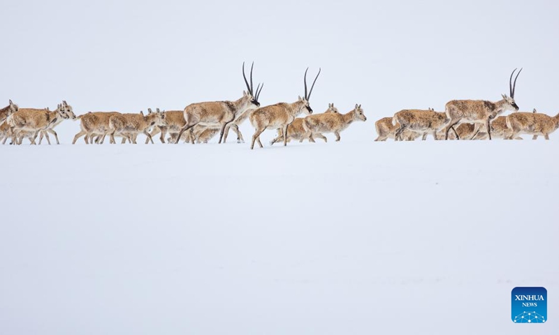 Pregnant Tibetan antelopes migrate to their habitual birth grounds at the Qiangtang National Nature Reserve in the northern part of southwest China's Xizang Autonomous Region on May 8, 2024. Photo: Xinhua