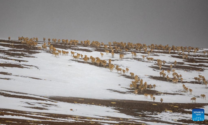 Tibetan antelopes walk over the top of a hill at the Qiangtang National Nature Reserve in the northern part of southwest China's Xizang Autonomous Region, May 10, 2024. Photo: Xinhua